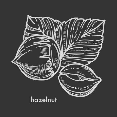 Whole healthy tasty ripe hazelnut with big leaves.のイラスト素材