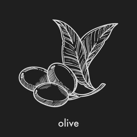 Olive on small stem with leaves monochrome sketch. Fruit from hot countries that contains lot of oil and used for seasoning dishes isolated cartoon flat vector illustration on black background.のイラスト素材