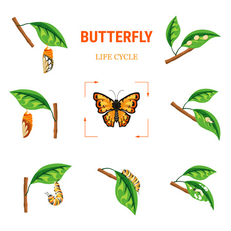 Butterfly life circle insect transformation larva on leafのイラスト素材