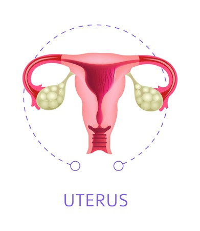 Uterus female reproductive organ isolated icon anatomyのイラスト素材