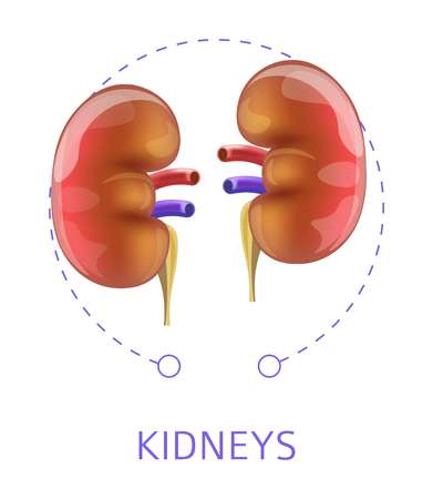 Kidneys internal organs pair isolated icon anatomy vector urinary system vector medicine and healthcare transplant anatomical structure body filter anatomical structure normal function and healthのイラスト素材