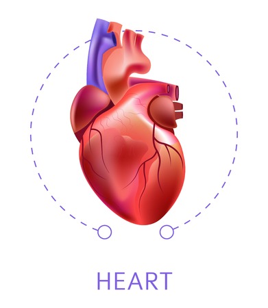 Heart isolated icon cardiovescular system internal organのイラスト素材