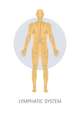 Vector of Lymphatic system isolated - ID:1-124419864 - Royalty Free ...