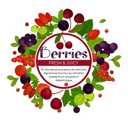 Berries isolated emblem cherry and currant strawberry and barbarisのイラスト素材