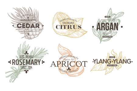 Herbs spices and fruit isolated icon with lettering plant and foodのイラスト素材