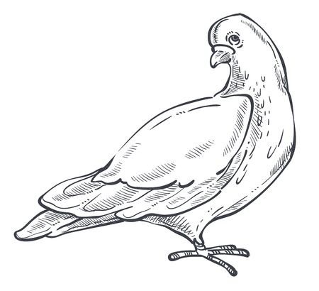 Dove or pigeon isolated animal sketch bird peace symbolのイラスト素材