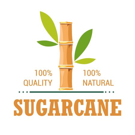 Natural organic product sugarcane isolated icon plantationのイラスト素材