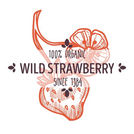Herbal tea ingredient, wild strawberry isolated iconのイラスト素材
