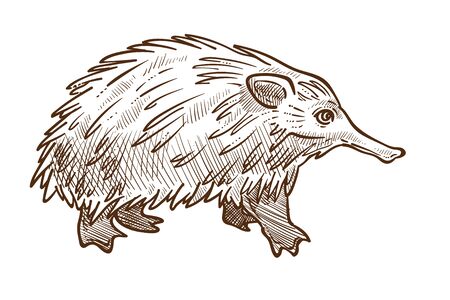 Spine anteater or echidna isolated sketch, Australian animalのイラスト素材