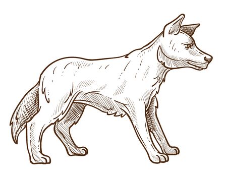 Wild dog, dingo breed isolated sketch, Australian animalのイラスト素材