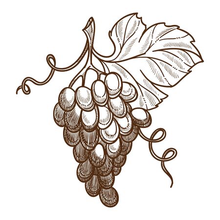 Winemaking, grape bunch, berries cluster, vine plantation harvest vector. Vineyard, wine ingredient, viticulture and agriculture, winery. Organic product, farm plant growing, alcohol drink productionのイラスト素材
