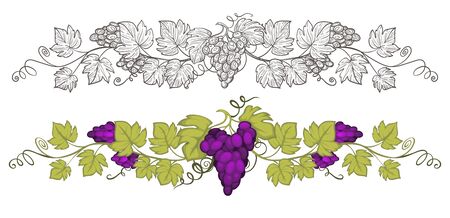 Grapevine with grapes hand drawn sketch and colourful vector frameのイラスト素材