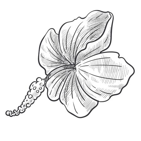 Wild flower, hibiscus plant isolated sketch, jungle plantのイラスト素材