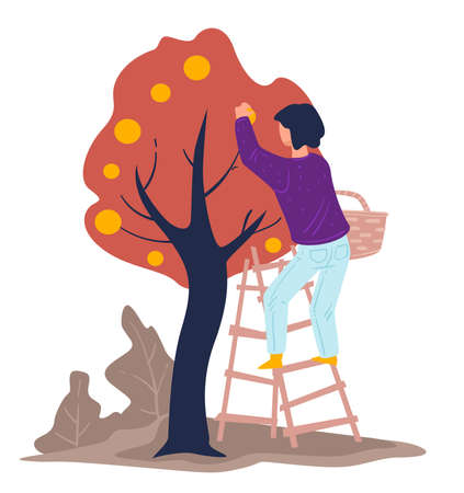 Harvesting season, woman gathering apples from tree in gardenのイラスト素材