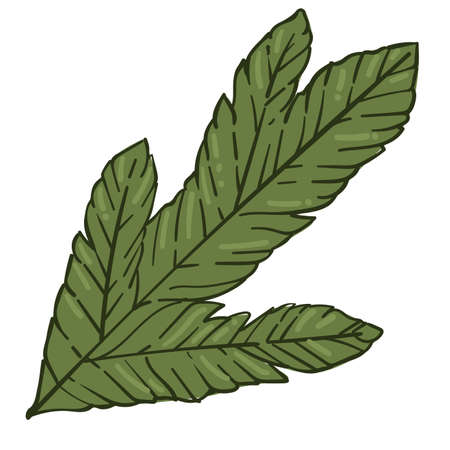 Pine tree branch, conifer twig for xmas vectorのイラスト素材