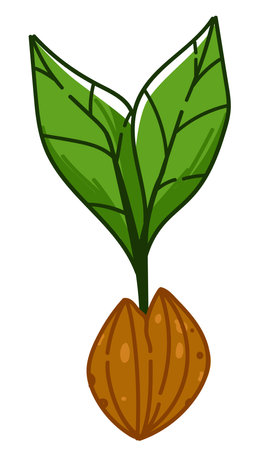 Avocado seed growing, growth of vegetable vectorのイラスト素材