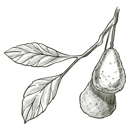 Avocado vegan and vegetarian vegetable sketchのイラスト素材