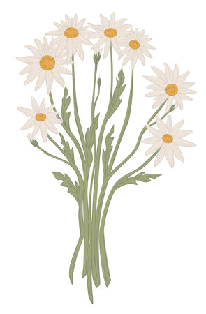 Bouquet of camomiles, bunch of white wild flowersのイラスト素材