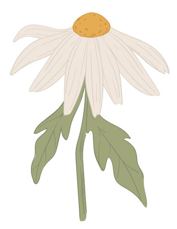 Camomile flower with petals, daisy or wildflowerのイラスト素材