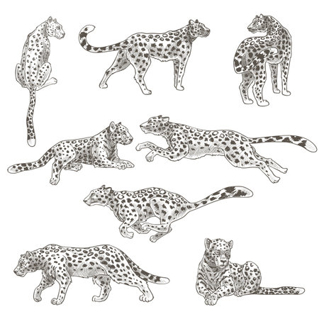 Leopard animal still and in motion, feline catのイラスト素材
