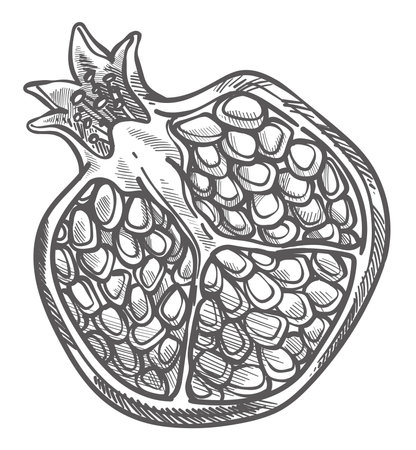 Pomegranate cut half with seeds monochrome sketchのイラスト素材