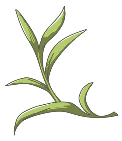 Leaf of plant, herb or exotic houseplant foliageのイラスト素材