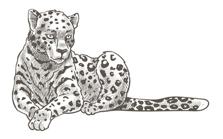 Leopard animal resting on ground monochrome sketchのイラスト素材