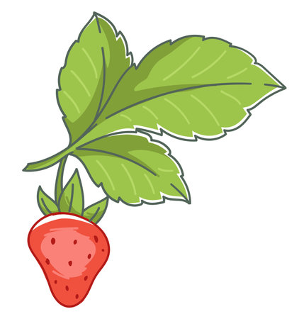 Fresh ripe strawberry plant with berry harvestingのイラスト素材