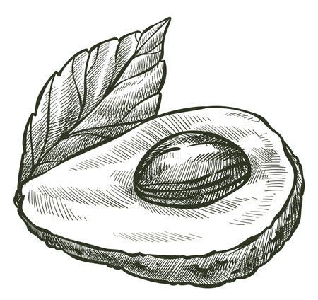 Avocado vegetable with seed and leaf, tasty veggieのイラスト素材