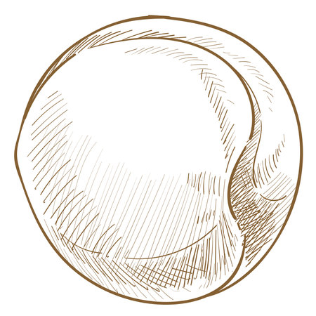 Peach fruit, apricot or nectarine, monochromeのイラスト素材