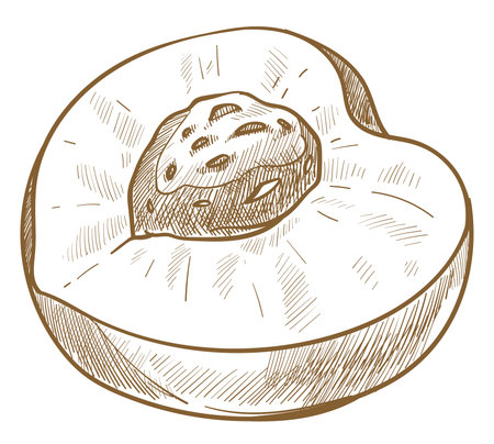 Peach fruit with seed, cut nectarine or apricotのイラスト素材