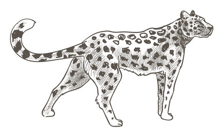 Leopard animal with spots on fur, cheetah in zooのイラスト素材