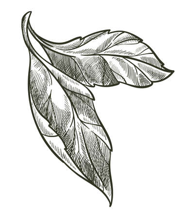Leaf on branch, flora monochrome sketch outlineのイラスト素材