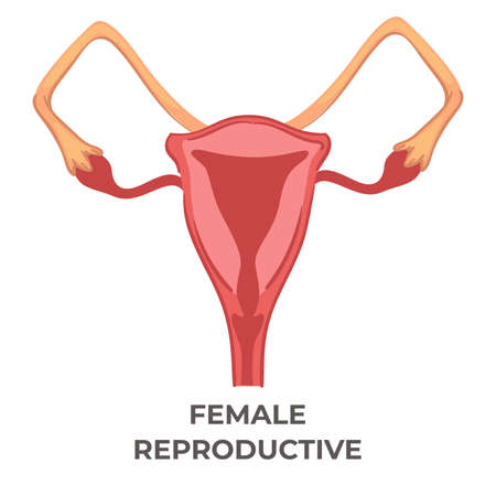 Female reproductive system of woman, biology iconのイラスト素材