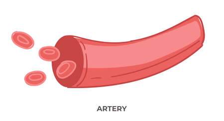 Artery blood vessels, health care and medicineのイラスト素材