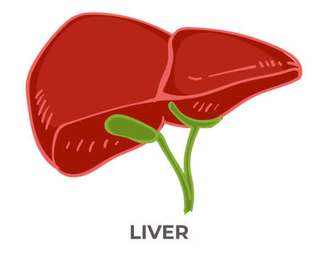 Liver organ of human body, detoxification healthのイラスト素材