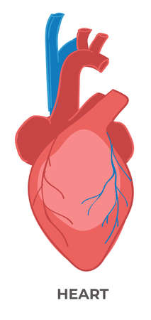 Heart organ of human body, biology and anatomyのイラスト素材