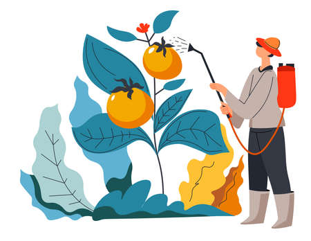 Man caring for plantation of ripe tomatoes vectorのイラスト素材