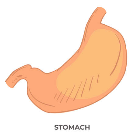 Stomach organ of human body, anatomy structureのイラスト素材