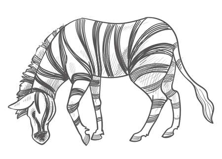 Zebra eating grass, herbivore animal monochromeのイラスト素材