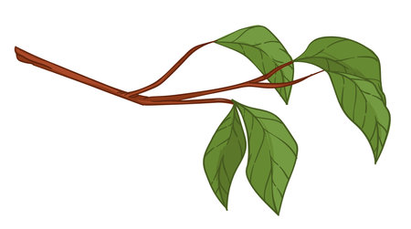 Twig with goring leaves, foliage on branch vectorのイラスト素材