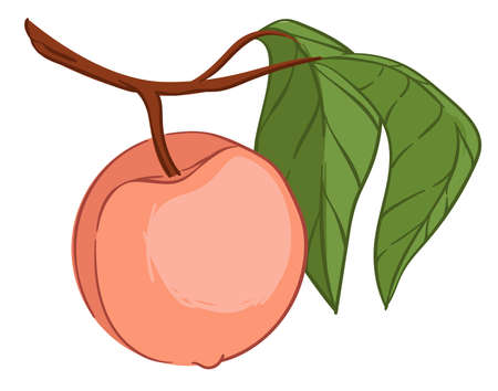Peach or nectarine fruit hanging on branch vectorのイラスト素材