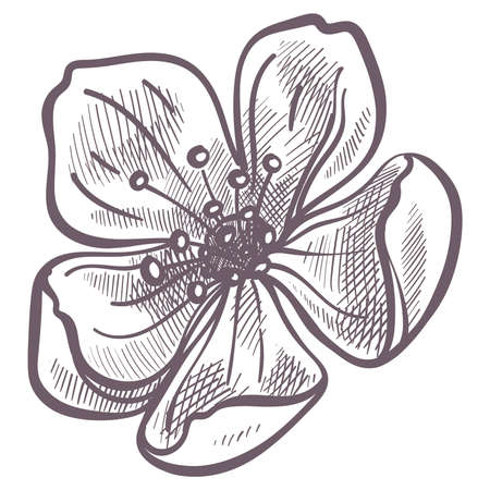 Flower in blossom, spring season flora in bloomのイラスト素材