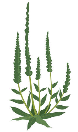 Grass plant with leaves and foliage, small herbsのイラスト素材
