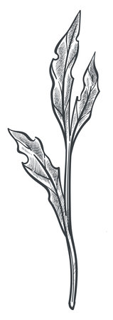 Floral summer, leaf monochrome sketch outlineのイラスト素材