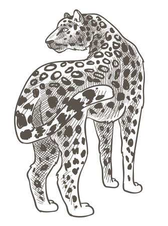 Leopard animal with spotted fur, wild mammalsのイラスト素材