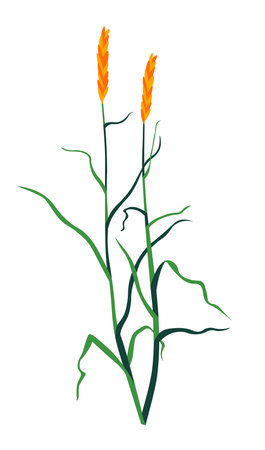 Grass wildflower plant with foliage and floraのイラスト素材