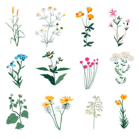 Plants and herbs, wild vegetation and botany bloomのイラスト素材