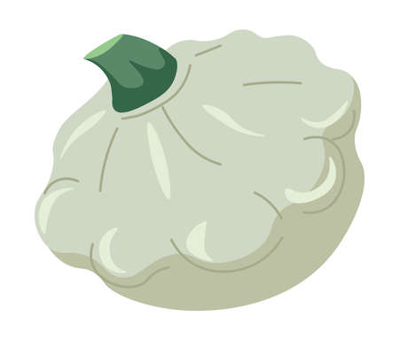 Zucchini small squash, organic vegetable from farmのイラスト素材