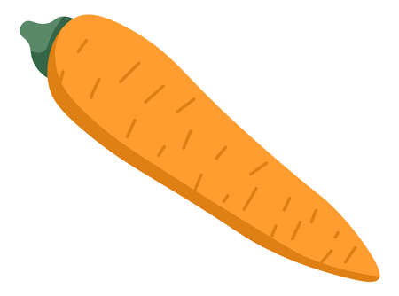 Organic carrot vegetable, tasty natural veggieのイラスト素材